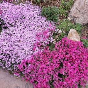 Meet your Posher, Emmy